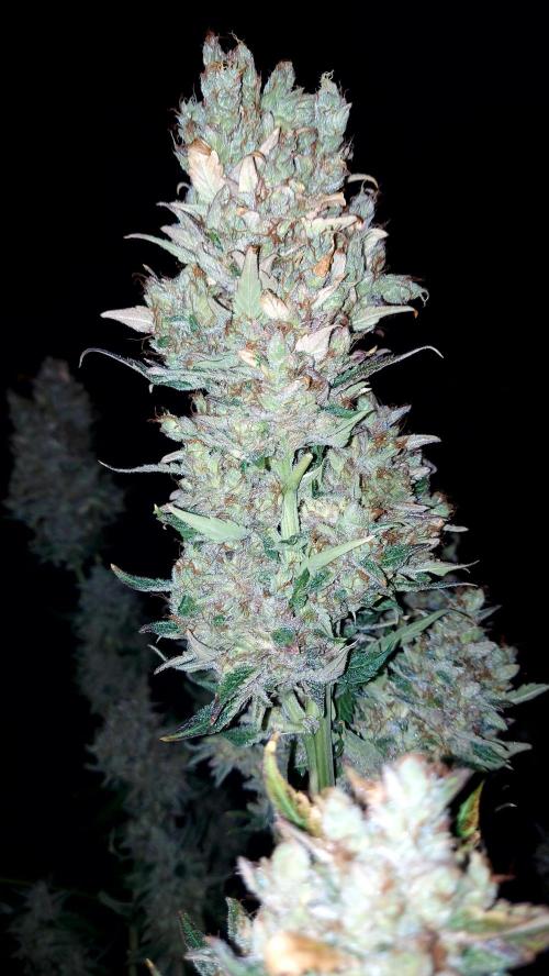 DORA frostbanger auto expérience. Week 12