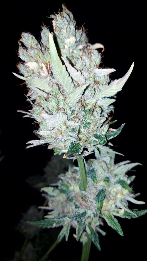 DORA frostbanger auto expérience. Week 12