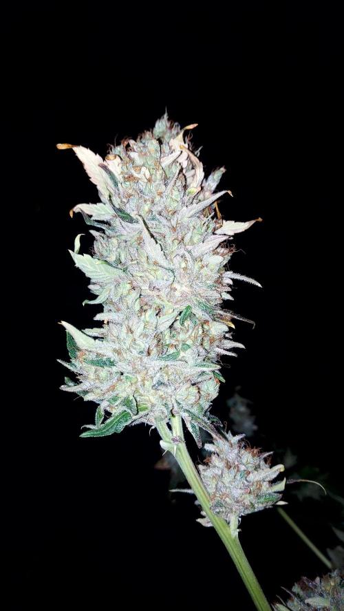 DORA frostbanger auto expérience. Week 12