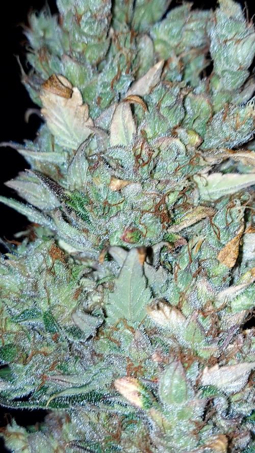 DORA frostbanger auto expérience. Week 12
