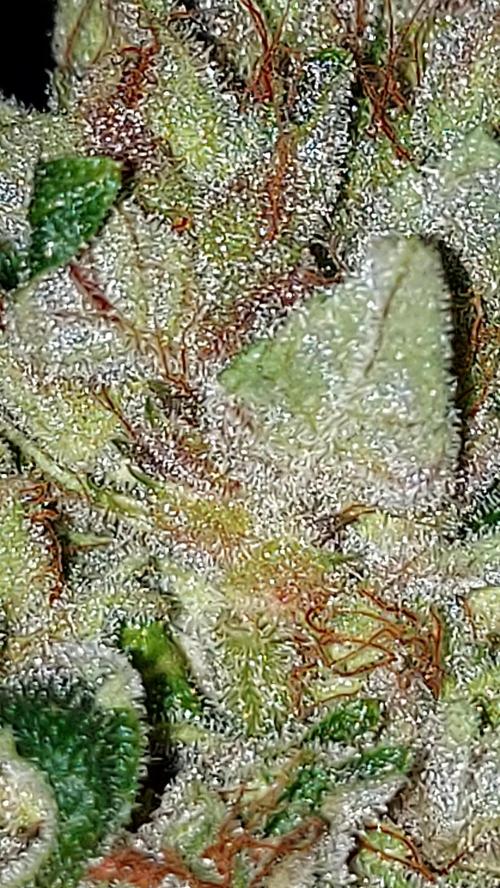 DORA frostbanger auto expérience. Week 12