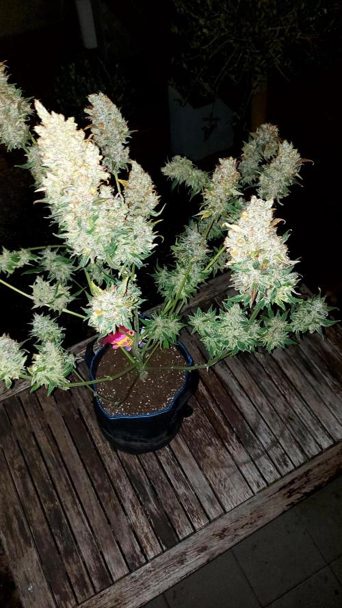DORA frostbanger auto expérience. Week 12