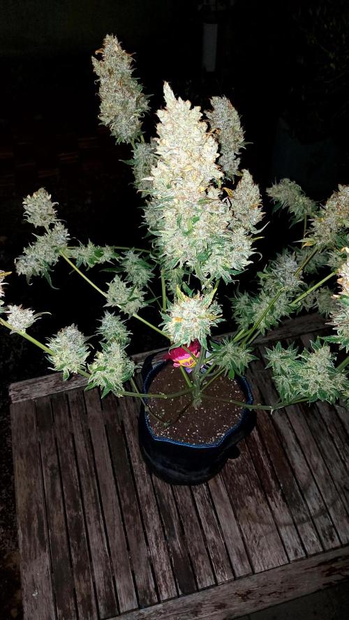 DORA frostbanger auto expérience. Week 12