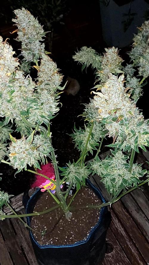 DORA frostbanger auto expérience. Week 12