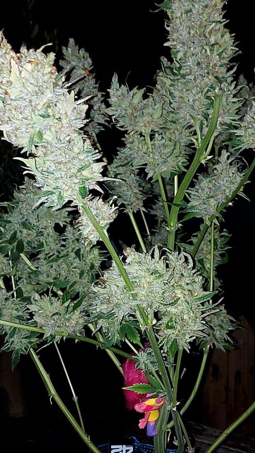 DORA frostbanger auto expérience. Week 12