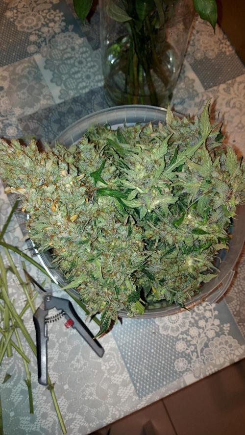 DORA frostbanger auto expérience. Week 12