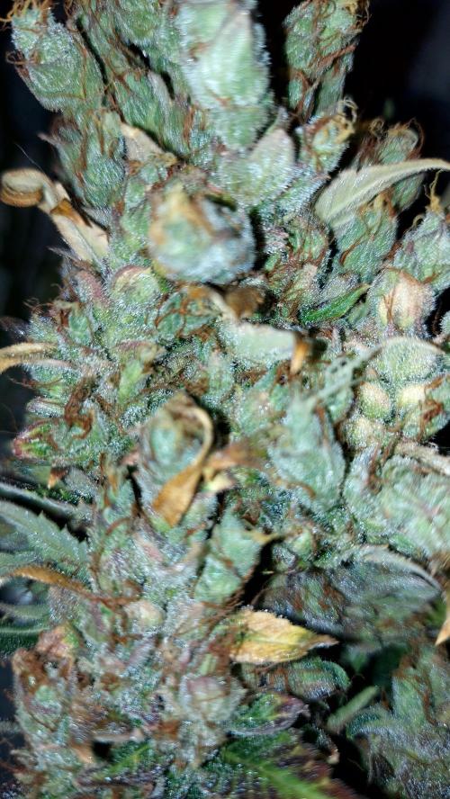 DORA frostbanger auto expérience. Week 12