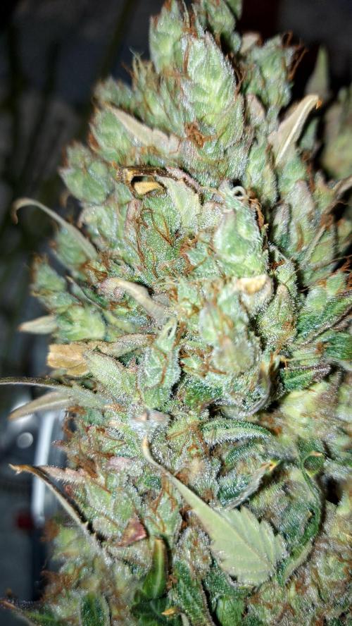DORA frostbanger auto expérience. Week 12