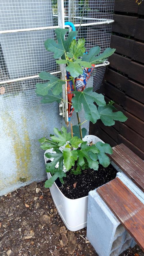 plante figue biotabs outdor. Week 5