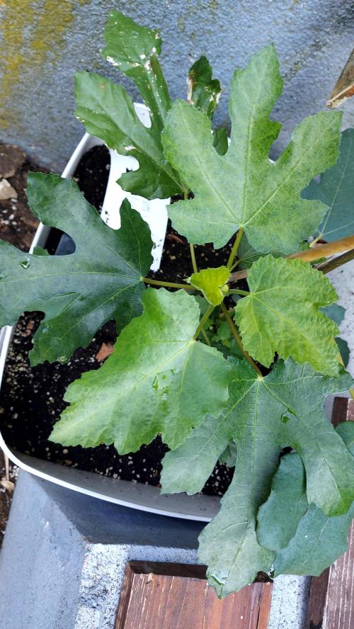plante figue biotabs outdor. Week 5
