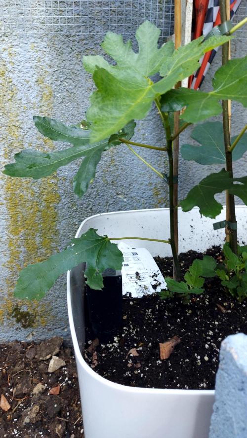 plante figue biotabs outdor. Week 5