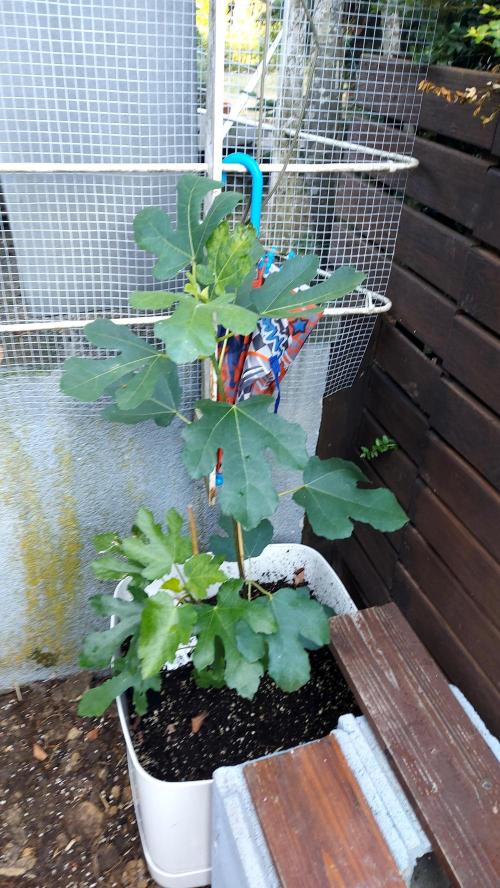 plante figue biotabs outdor. Week 5