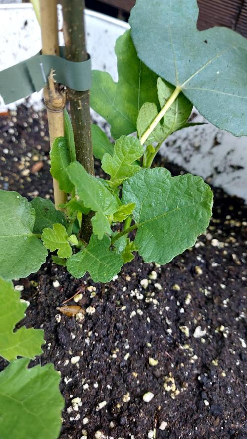 plante figue biotabs outdor. Week 5