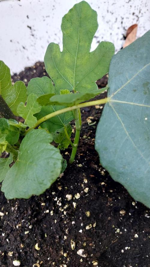 plante figue biotabs outdor. Week 5