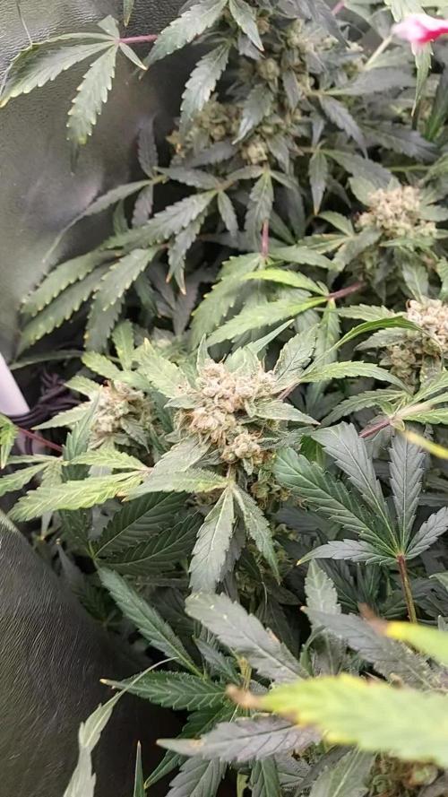 BEE HAPPY MAC 1 AUTO AUTOPOT #Dryrocket