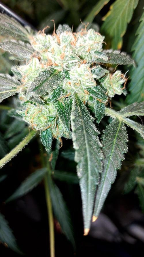 BEE HAPPY MAC 1 AUTO AUTOPOT #Dryrocket. Week 12