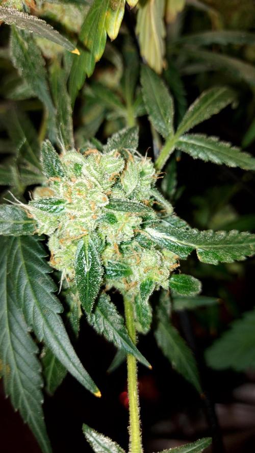 BEE HAPPY MAC 1 AUTO AUTOPOT #Dryrocket. Week 12