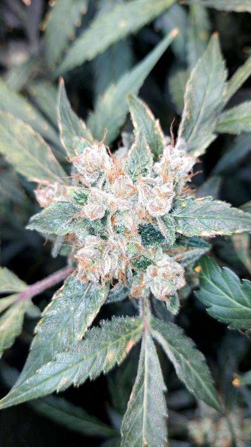 BEE HAPPY MAC 1 AUTO AUTOPOT #Dryrocket. Week 12