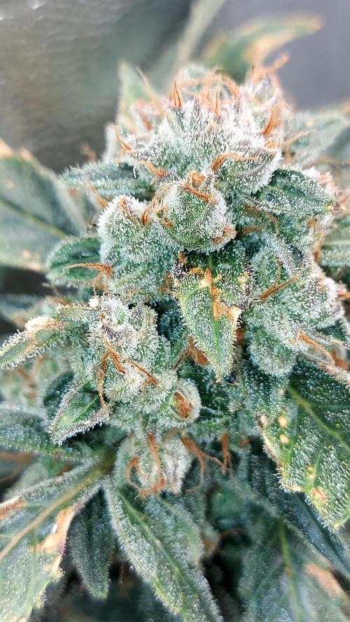 BEE HAPPY MAC 1 AUTO AUTOPOT #Dryrocket. Week 12