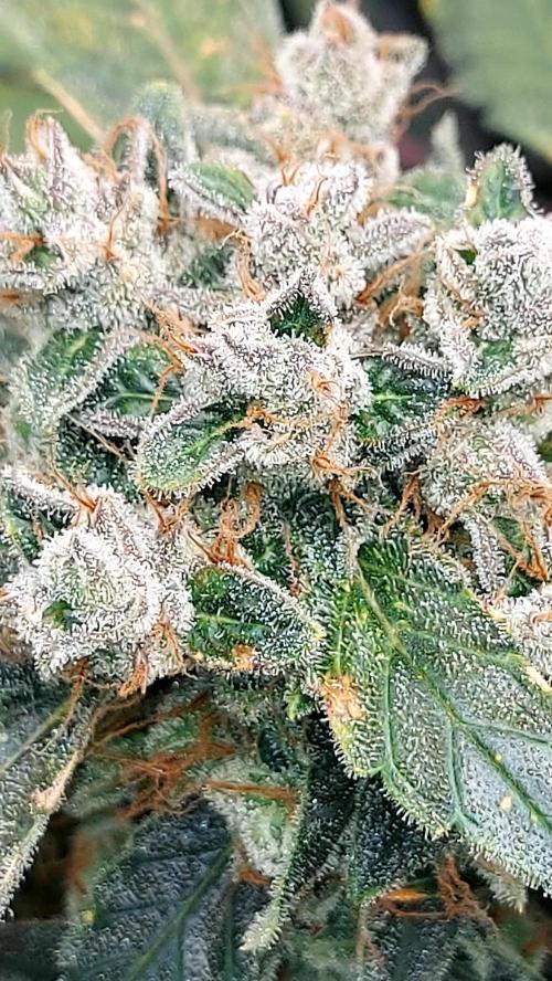 BEE HAPPY MAC 1 AUTO AUTOPOT #Dryrocket. Week 12