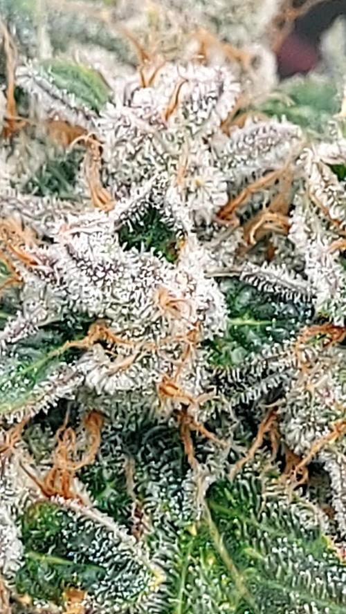BEE HAPPY MAC 1 AUTO AUTOPOT #Dryrocket. Week 12