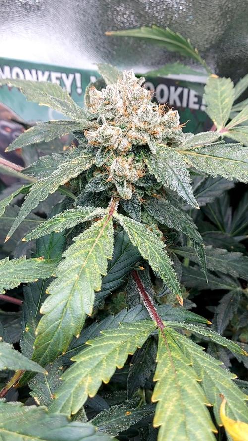 BEE HAPPY MAC 1 AUTO AUTOPOT #Dryrocket. Week 12