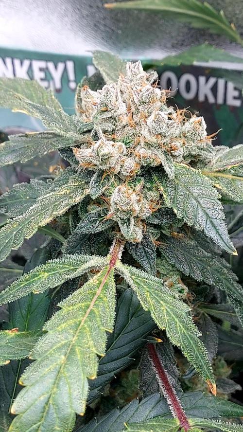 BEE HAPPY MAC 1 AUTO AUTOPOT #Dryrocket. Week 12