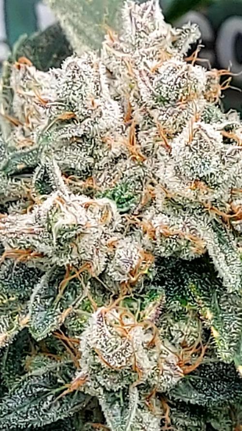 BEE HAPPY MAC 1 AUTO AUTOPOT #Dryrocket. Week 12