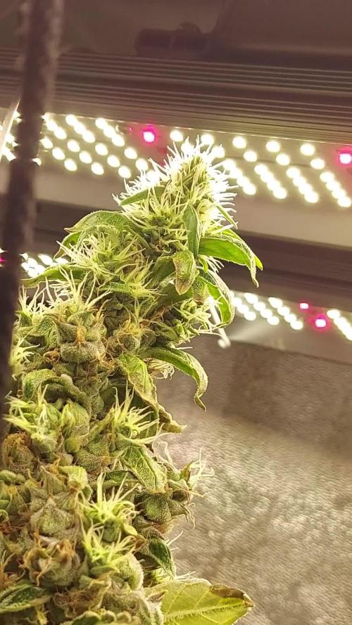 SPIRIT MAC 1 ( 2 ème plante )