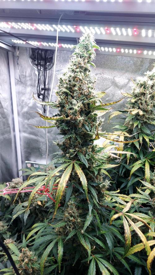 SPIRIT MAC 1 ( 2 ème plante ). Week 12