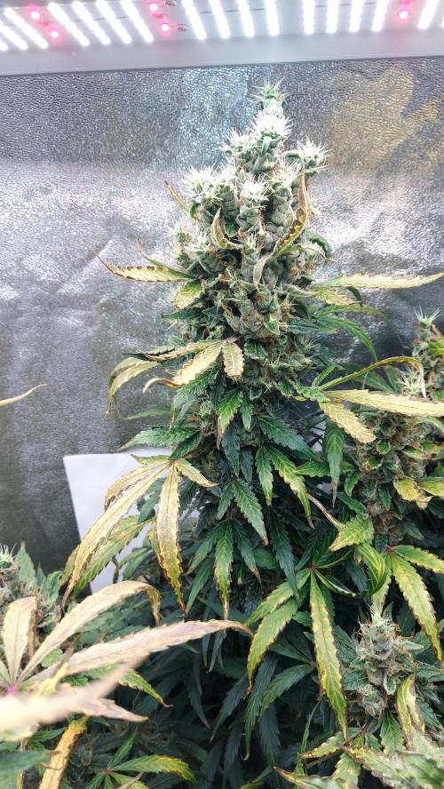 SPIRIT MAC 1 ( 2 ème plante ). Week 12