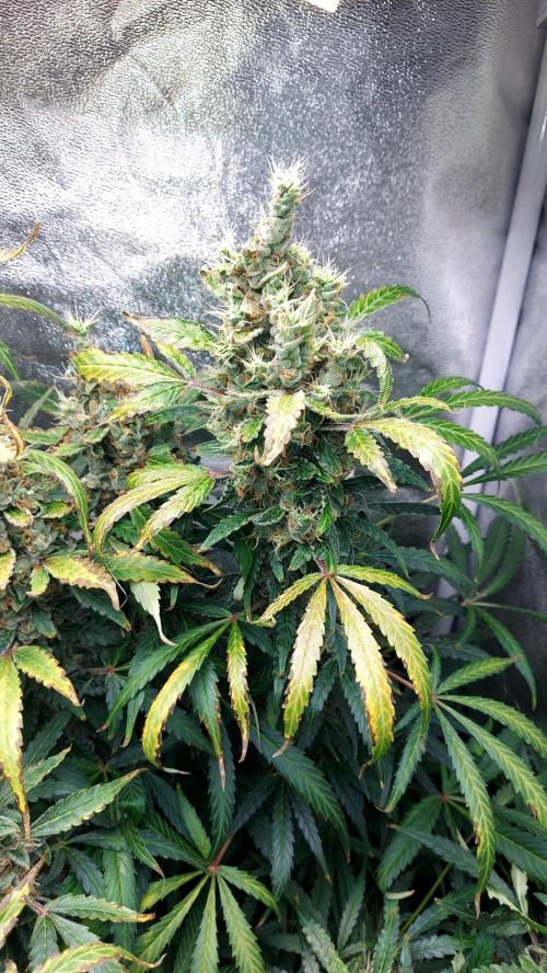 SPIRIT MAC 1 ( 2 ème plante ). Week 12