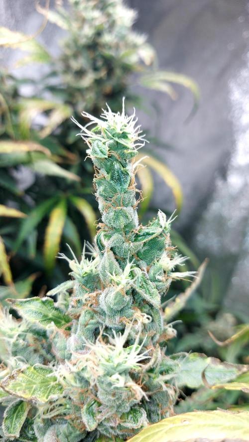 SPIRIT MAC 1 ( 2 ème plante ). Week 12