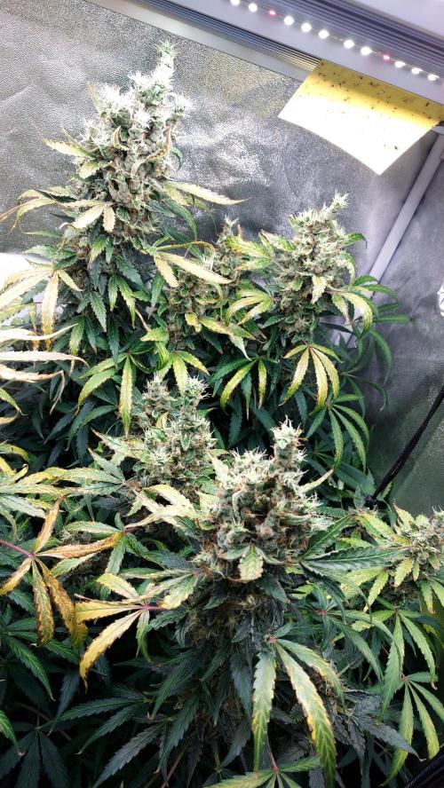 SPIRIT MAC 1 ( 2 ème plante ). Week 12