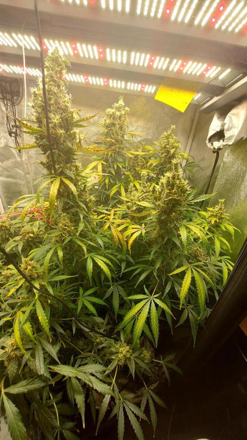 SPIRIT MAC 1 ( 2 ème plante ). Week 12
