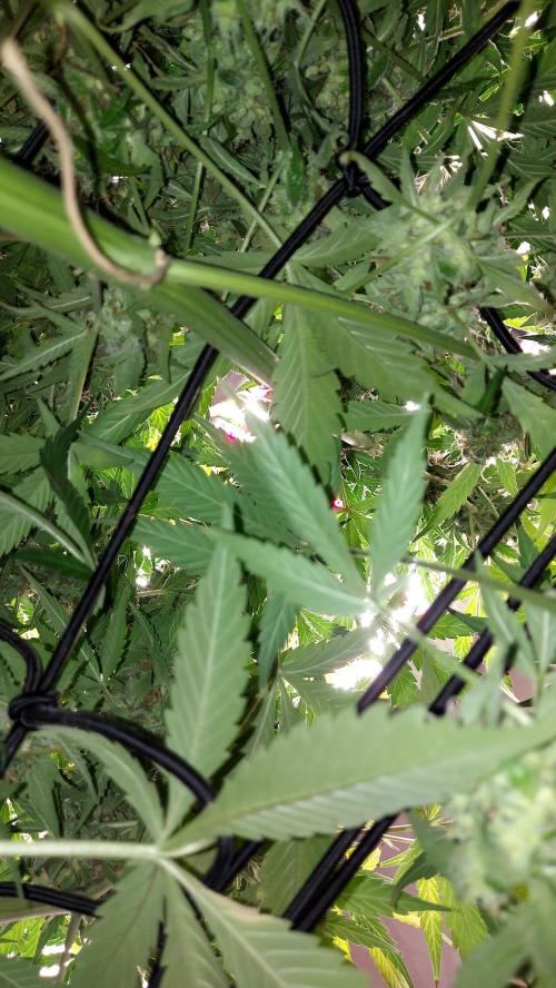 SPIRIT MAC 1 ( 2 ème plante ). Week 12