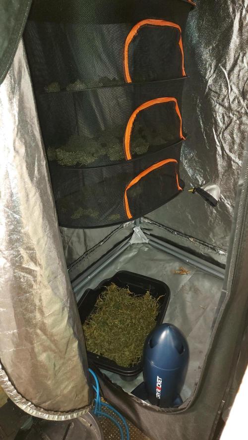 BABOUCH frostbanger ( essais Autopots, ). Week 12