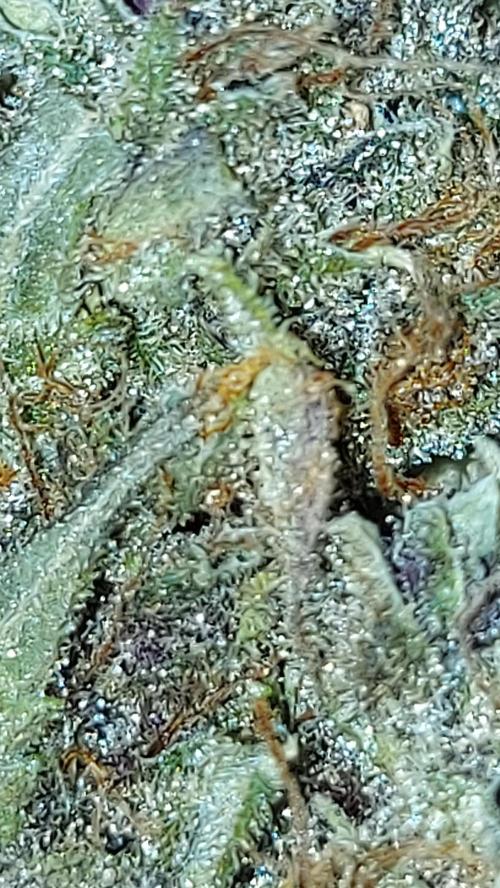 BABOUCH frostbanger ( essais Autopots, ). Week 12