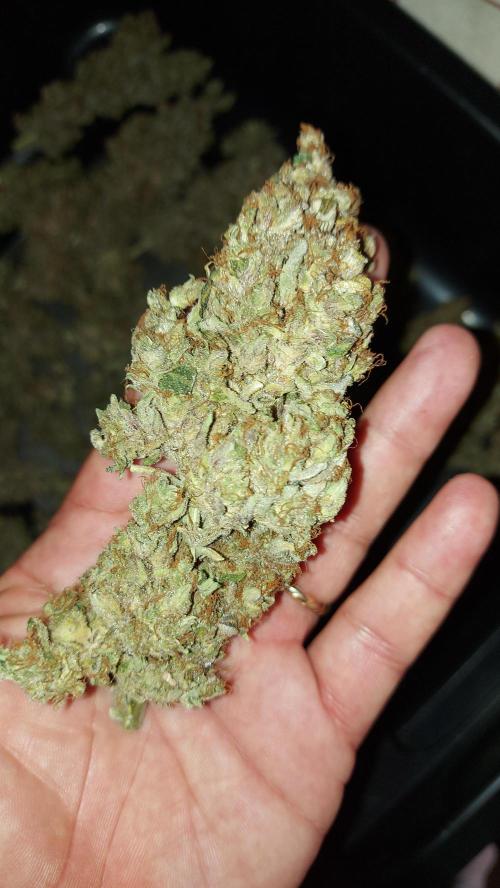 DORA frostbanger auto expérience. Week 12