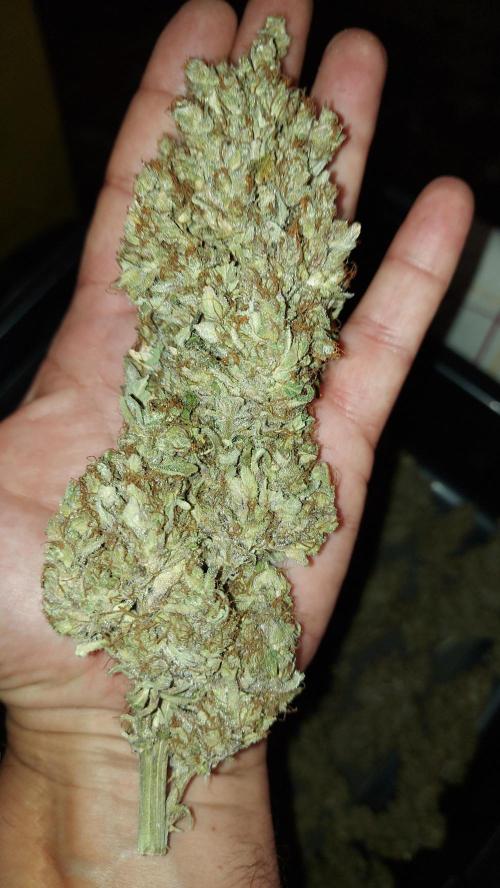DORA frostbanger auto expérience. Week 12