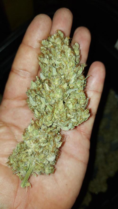 DORA frostbanger auto expérience. Week 12