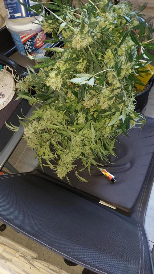BEE HAPPY MAC 1 AUTO AUTOPOT #Dryrocket. Week 13