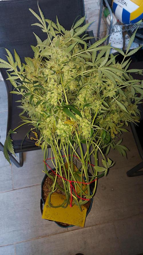 BEE HAPPY MAC 1 AUTO AUTOPOT #Dryrocket. Week 13