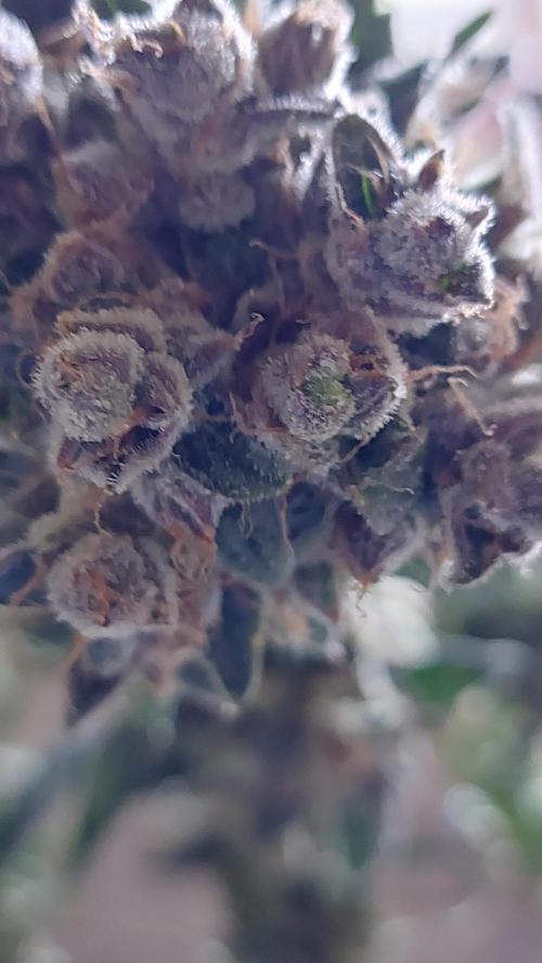 BEE HAPPY MAC 1 AUTO AUTOPOT #Dryrocket. Week 13