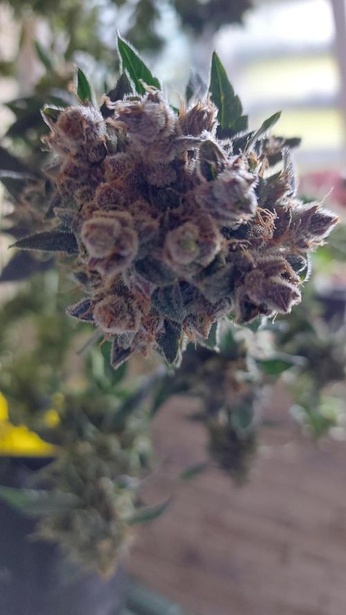 BEE HAPPY MAC 1 AUTO AUTOPOT #Dryrocket. Week 13