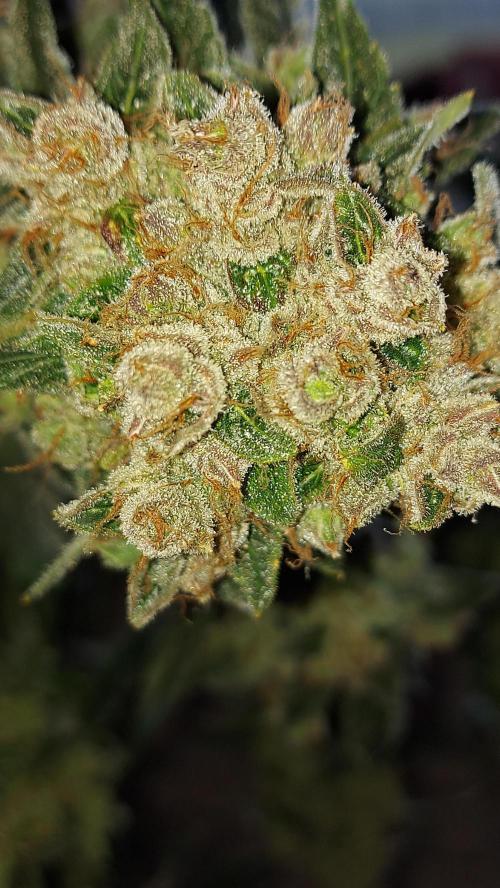 BEE HAPPY MAC 1 AUTO AUTOPOT #Dryrocket. Week 13