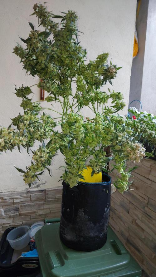BEE HAPPY MAC 1 AUTO AUTOPOT #Dryrocket. Week 13