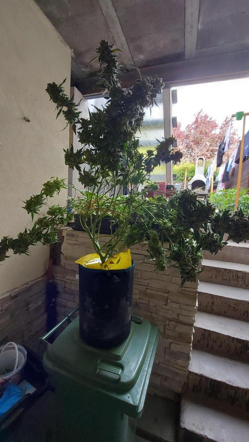 BEE HAPPY MAC 1 AUTO AUTOPOT #Dryrocket. Week 13