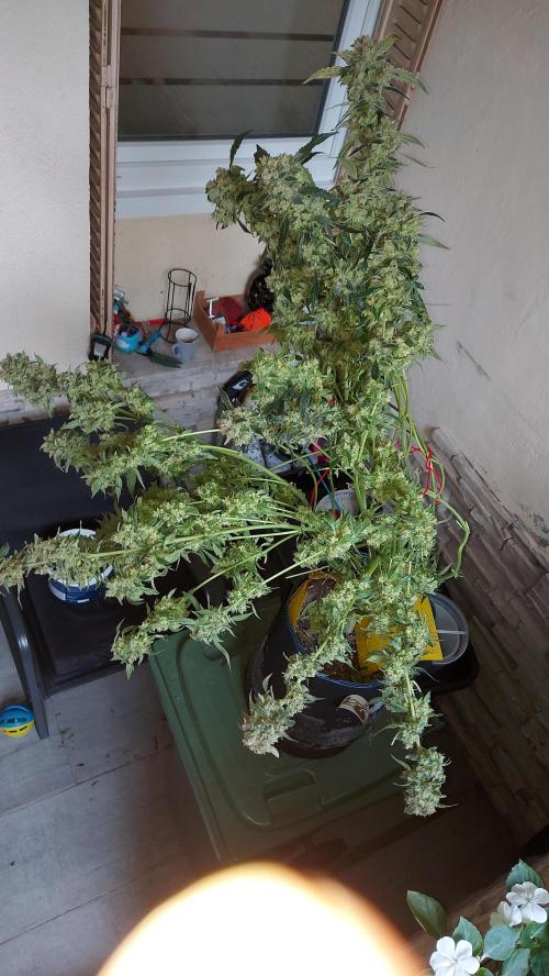 BEE HAPPY MAC 1 AUTO AUTOPOT #Dryrocket. Week 13