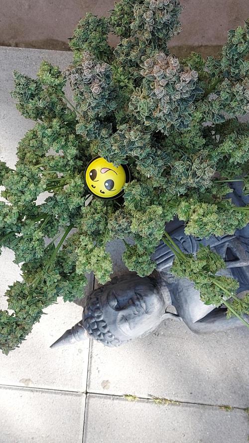 BEE HAPPY MAC 1 AUTO AUTOPOT #Dryrocket. Week 13